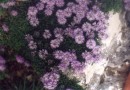 Globularia cordifolia ©  Pandion Wild Tours